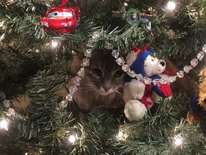 Meet your Posher, Kevin